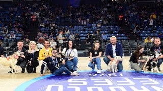 Anadolu Efes, Pawder İş Birliğiyle Depremzede Köpekleri Sinan Erdem Spor Salonu'nda Ağırladı