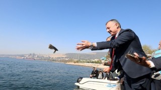 İzmit Körfezine 5 bin balık daha salınacak