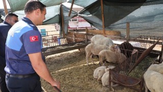Menderes'te Kurban Denetimi