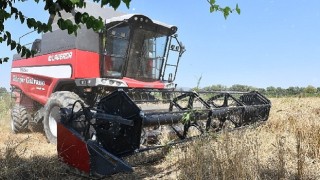 İlk Defa Belediye Arazisinde Buğday Hasadına Başlandı