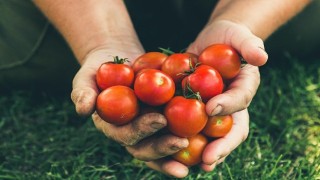 Rusya'ya domates ihracatında kota 500 bin tona çıktı