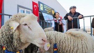 Aliağa Belediyesi'nden Üreticilere Koç Desteği