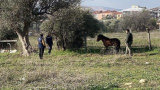 Kemalpaşa'da vatandaşlar tarafından yaralı halde bulunan Yılkı Atı, tedavi edilerek doğal yaşama salındı