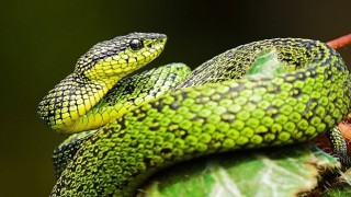 National Geographic NOW Seç-İzle Servisi'nin Mart Ayı Teması "Yılanlar"...
