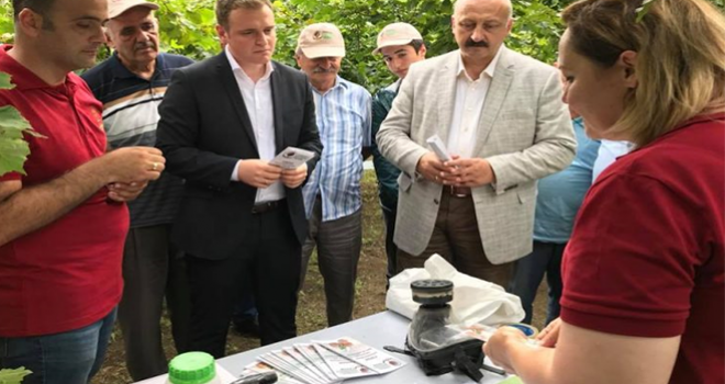 Model Bahçede Fındık Üretimi 5 Kat Arttı