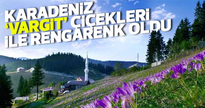 Karadeniz ‘Vargit’ çiçekleri ile rengarenk oldu