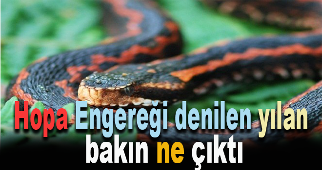 Hopa Engereği denilen yılan bakın ne çıktı