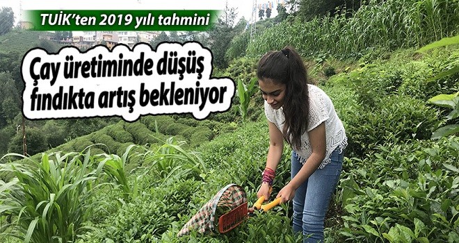 Çay üretimi düştü, fındık üretimi arttı!