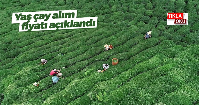 2019 yılı yaş çay alım fiyatı açıklandı