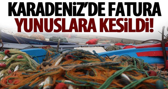 Karadeniz'de fatura yunuslara kesildi!