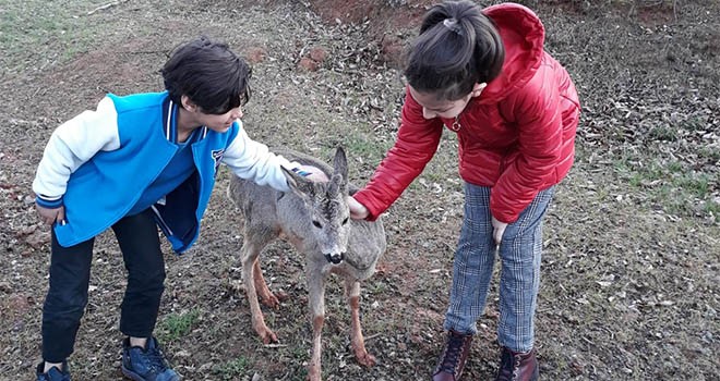 Karacalar Trabzon Botanik’te görücüye çıktı