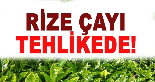 Rize Çayı Tehlikede!