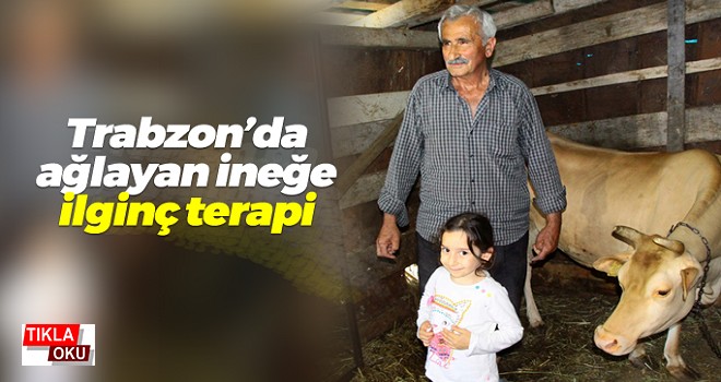 Ahırda yalnız kalan ineği için öyle bir çözüm buldu ki...