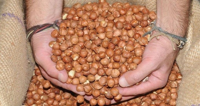 Fındığa değil, tapuya destek