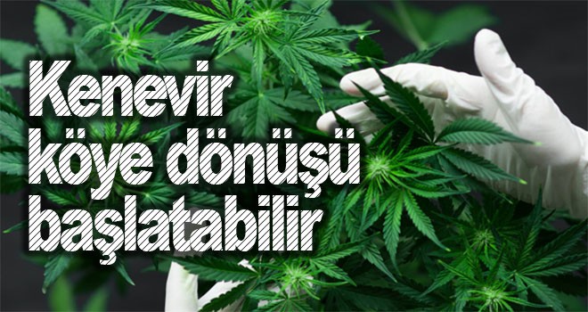 Kenevir köye dönüşü başlatabilir! Kenevir nedir?