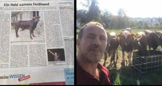 Yüzen boğa 'Ferdinand', Avrupa basınında