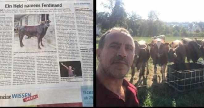 Yüzen boğa 'Ferdinand', Avrupa basınında