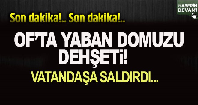 Trabzon'da Domuz Dehşeti!