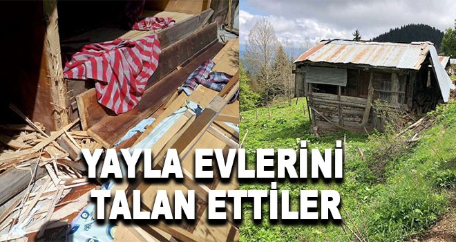 ŞOK..! Ayılar, 20 yayla evine talan etti