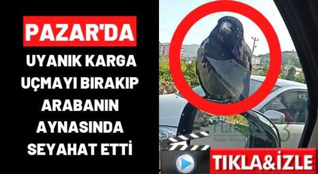 Pazar’da Uyanık karga uçmayı bırakıp arabanın aynasında seyahat etti