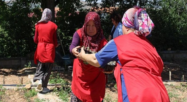 Antalya Büyükşehir’den KORKOOP’lu kadınlara fide desteği