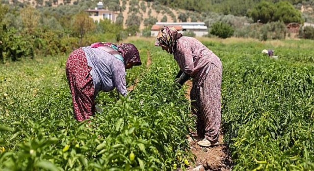 Buca’da üreticinin ilk hasat coşkusu