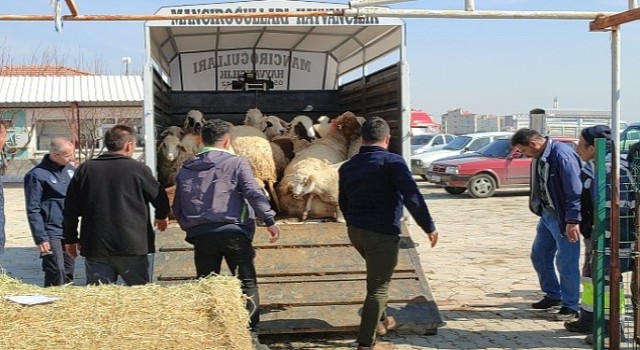 Çumra'dan Deprem Bölgesine Küçükbaş Hayvan Desteği