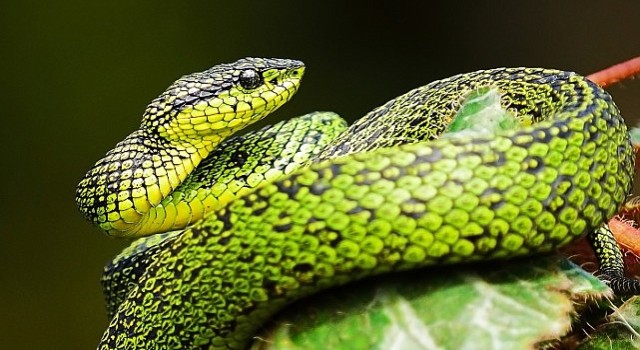 National Geographic NOW Seç-İzle Servisi'nin Mart Ayı Teması "Yılanlar"...
