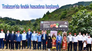 Trabzon'da fındık hasadına başlandı
