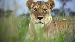 Serengeti’nin Destansı Keşfi İkinci Bölümüyle BBC Earth’te