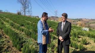 700 dekardan 150 ton biberiye toplandı