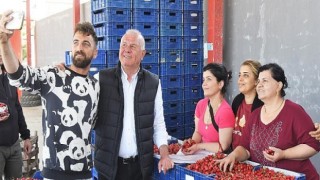 Kemalpaşa’da Kiraz Alım Merkezleri Denetleniyor