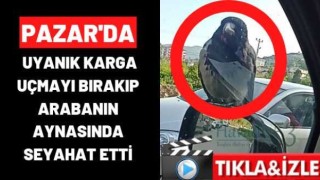 Pazar’da Uyanık karga uçmayı bırakıp arabanın aynasında seyahat etti