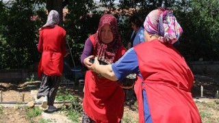 Antalya Büyükşehir’den KORKOOP’lu kadınlara fide desteği