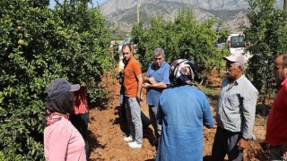 Antalya Büyükşehir’in üreticilere faydalı böcek desteği sürüyor