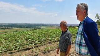 Ayçiçek yağları yıl sonunda sofralarda!.. Lüleburgaz