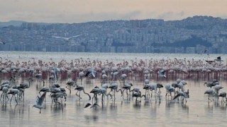 Çiğli’nin “Pembe Misafirlerine” Berlin’den Güzel Haber