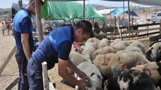 Çukurova’da kurban satış yeri denetimi