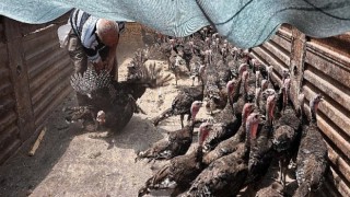 Korkuteli’nde hindi dağıtıldı
