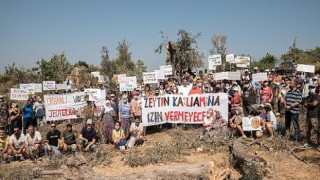 Kurumlardan ortak açıklama: Zeytinlikleri madenciliğe açan yönetmelik değişikliği iptal edilmeli