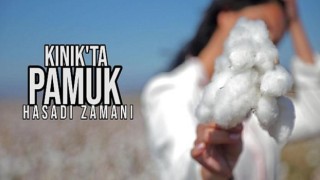 Kınık Bakırçay Ovası’nda Beyaz Altın Zamanı