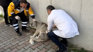 Bayrampaşa'da Köpekler Çok Sağlıklı