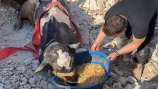 17 Gündür Enkaz Altında Kalan İneği Gölcük Belediyesi Ekipleri Kurtardı