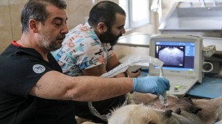 Çankaya Belediyesi Veteriner Hekim ve Teknikerleri Bilimin Işığıyla İlerliyor