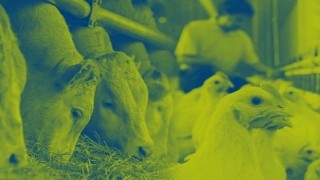 Hayvan Beslemenin Küresel Lideri Nutreco, 2022 Sürdürülebilirlik Raporu'nu Yayınladı