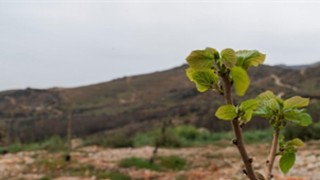 Yamanlar yangınında zarar gören ağaçlar yaşama tutundu 