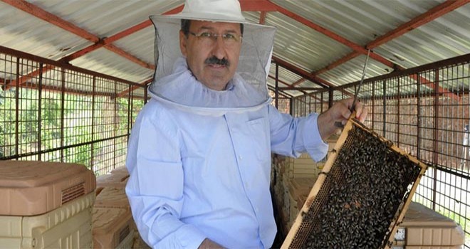 Sürmene'li Ayıları Balla Besledi