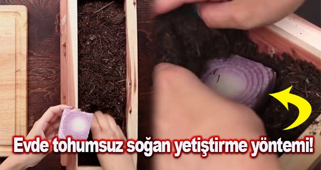 Toprağın içine soğan koyup bekletti! Sonuç İnanılmaz