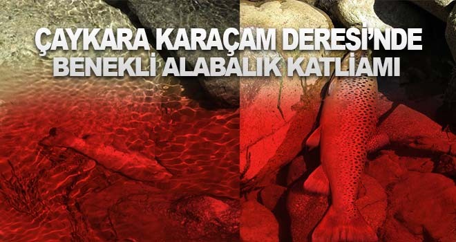 Çaykara'da benekli alabalıkların şüpheli ölümü..
